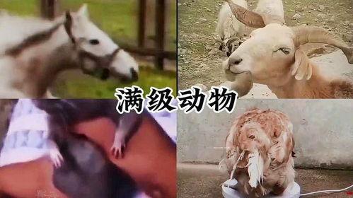 关于动物搞笑视频,动物界的欢乐时光