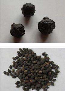 茉莉种子图片,孕育芬芳的奇迹之旅